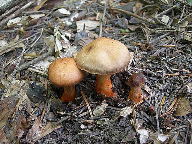 Cortinarius (Telamonia) bulliardii (Pers.) Fr.